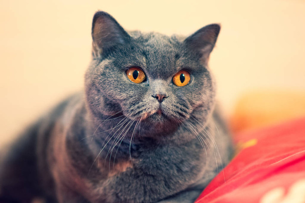 beautiful cat on the bed, cat face, cat's eyes and mustache, British cat - Φωτογραφία, εικόνα