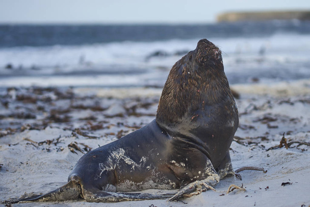 Большой самец Южного морского льва (вкусы отарии) отдыхает на песчаном пляже на побережье острова Силион на Фолклендских островах
. - Фото, изображение
