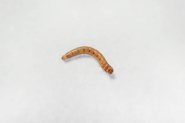Mealworm. Parasites in products. Flour beetle. Brown-yellow larvae. Feed insect. Pest. Spoiled food. Worms lie on a white background. - Photo, Image