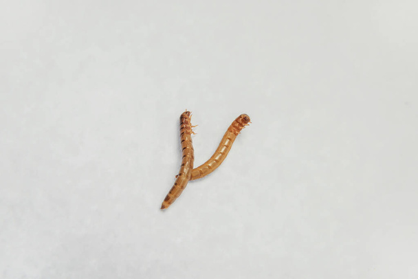 Mealworm. Parasites in products. Flour beetle. Brown-yellow larvae. Feed insect. Pest. Spoiled food. Worms lie on a white background. - Photo, Image