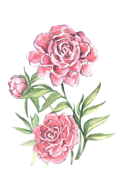 Beautiful watercolor composition of peony flowers. Watercolor - Фото, изображение