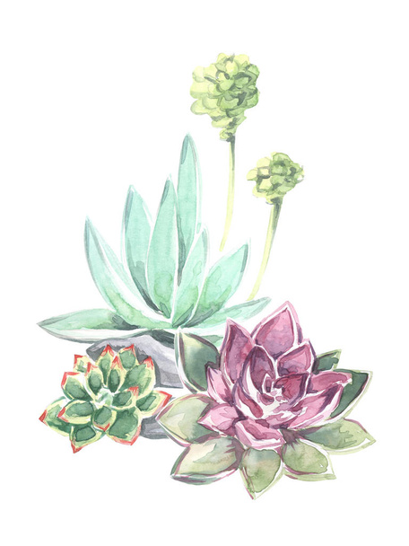 Beautiful watercolor composition of succulents flowers. Watercolor - Fotó, kép