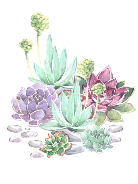 Beautiful watercolor composition of succulents flowers. Watercolor - 写真・画像