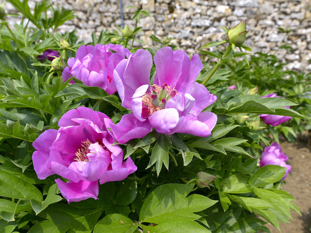 Primeros planos púrpura peonías chinas flores (Paeonia lactiflora)  - Foto, Imagen