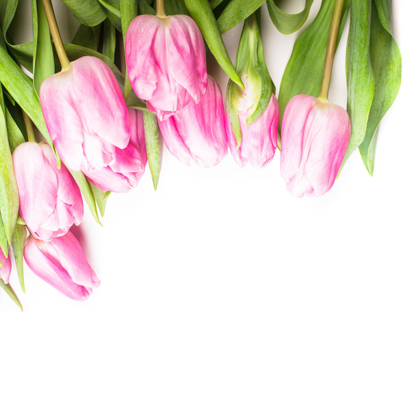 pink tulips isolated - Fotó, kép