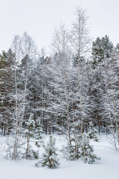 Winter landscape, snow-covered forest. Novosibirsk region, Western Siberia, Russia - Фото, зображення
