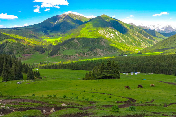 風景雪にカラコル渓谷リゾート キャップ テルスケイ ・ アラも山脈パオ キャンプ牛 - 写真・画像