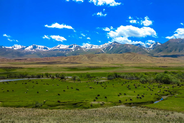 Kochkor Chuy Valley Landscape with River Sheep Herd and Snow Capped Terskey Ala Too Mountain Range - Photo, Image