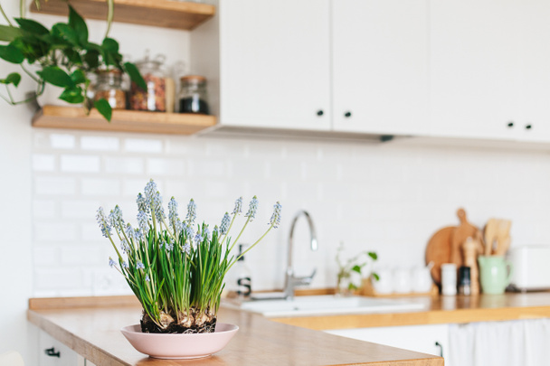 Cucina moderna a forma di u bianca in stile scandinavo. Scaffali aperti in cucina con piante e vasetti. Decorazione primavera
 - Foto, immagini