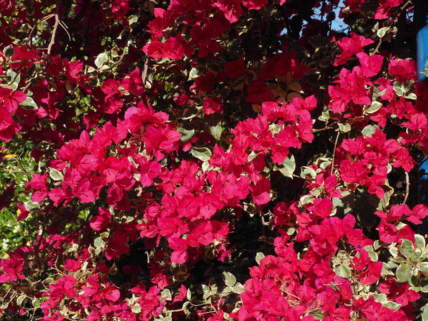 phlox subulata flowers background. - Photo, Image