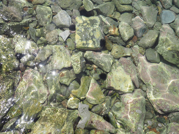 fondo de agua de mar transparente y fondo
 - Foto, Imagen