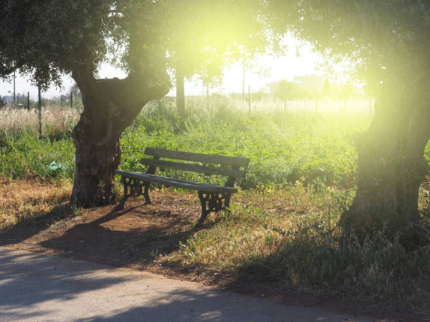 лавка сидить у тіні під деревом. самотня лавка влітку
 - Фото, зображення