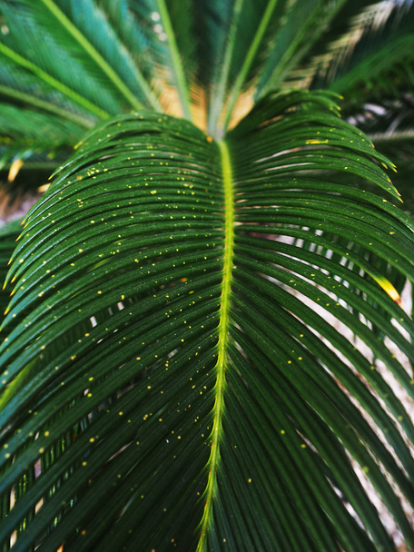 follaje de palma de selva tropical, tonificado verde oscuro
 - Foto, imagen