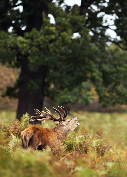 Red deer stag, ryk w sezonie rutting jesienią, Wielka Brytania. - Zdjęcie, obraz