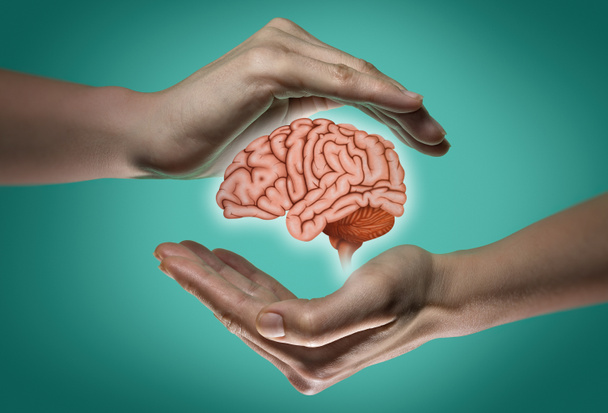 Ludzki mózg między dwie dłonie kobiety na tle niebieski i zielony. Pojęcie praw intelektualnej oraz ochrony mózgu. - Zdjęcie, obraz
