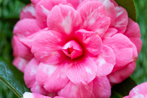 Selrcted zahradní camellia květina ve stylu a kráse - Fotografie, Obrázek