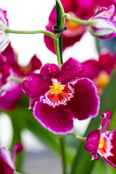 Selrcted ガーデンの蘭の花の装飾の美しさ - 写真・画像