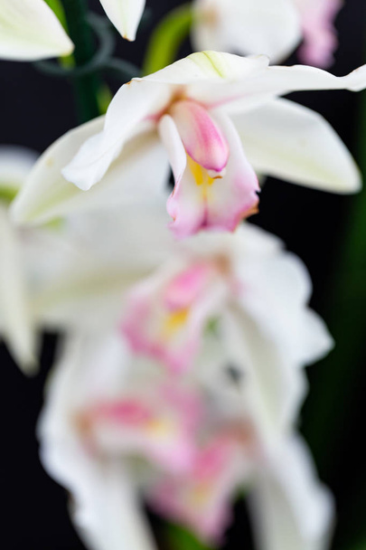 Fleur d'orchidée de jardin selrcted pour le décor et la beauté
 - Photo, image