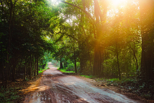ジャングルの道森林を歩いてハイカー太陽アジア スリランカ - 写真・画像