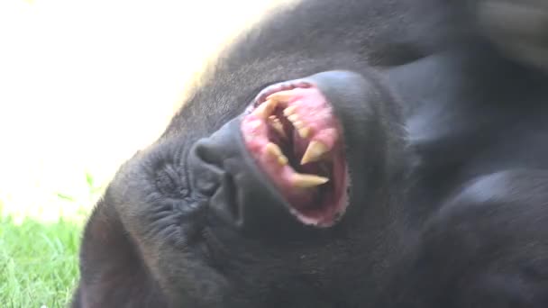 Gorilla Feet And Hands - Záběry, video
