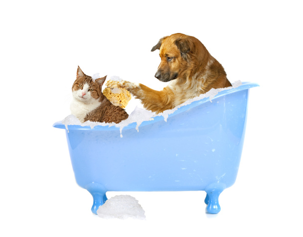 Lavado de gatos
 - Foto, imagen