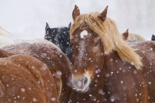 atların kışın çalışan - Fotoğraf, Görsel