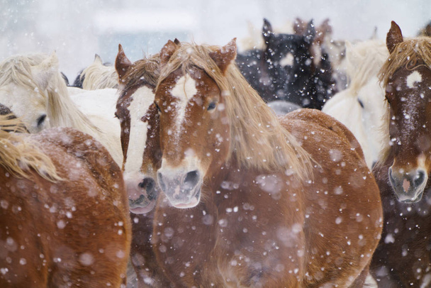 бег лошадей зимой
 - Фото, изображение