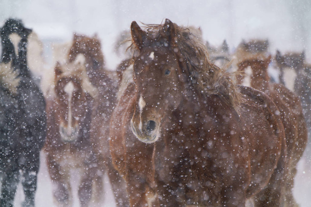 cavalli da corsa in inverno
 - Foto, immagini