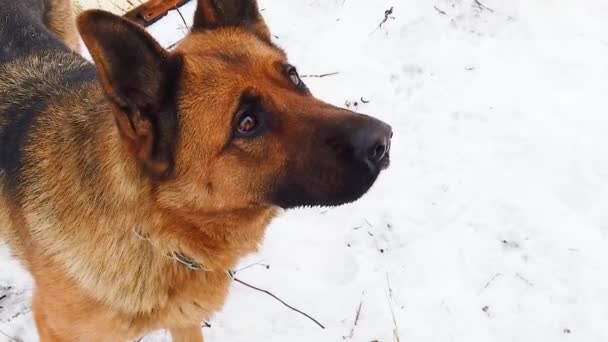 Slow motion beelden van de hond, die in de sneeuw met een stok uitkomt. Er zijn wintertijd en sneeuw is overal. Het RAS is Duitse herder. - Video