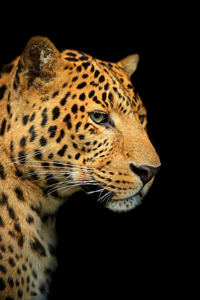 Портрет Леопарда
 - Фото, изображение