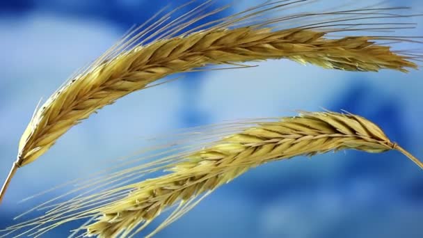 Nahaufnahme von Weizen auf blauem Himmel Hintergrund - Filmmaterial, Video