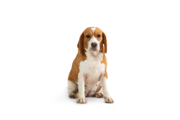 cute beagle sitting on the floor - Фото, изображение