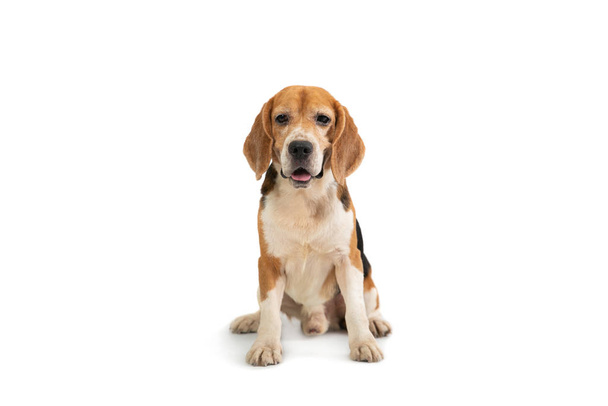 lindo beagle sentado en el suelo
 - Foto, imagen