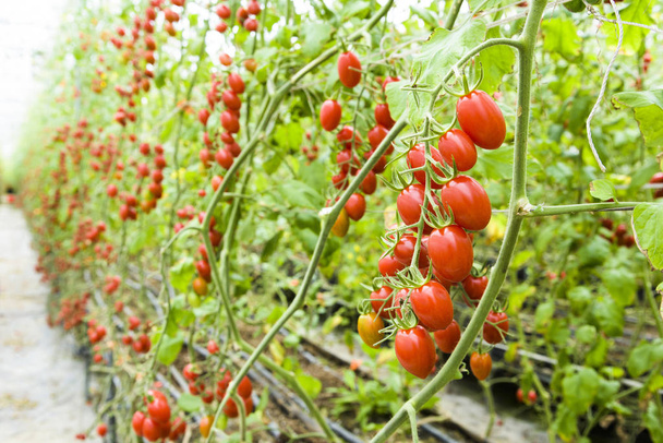 Rama de tomates cherry frescos colgando de los árboles en la granja orgánica. - Foto, imagen