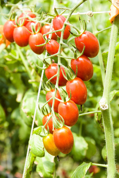 Ramo de tomates cereja frescos pendurados em árvores na fazenda orgânica. - Foto, Imagem
