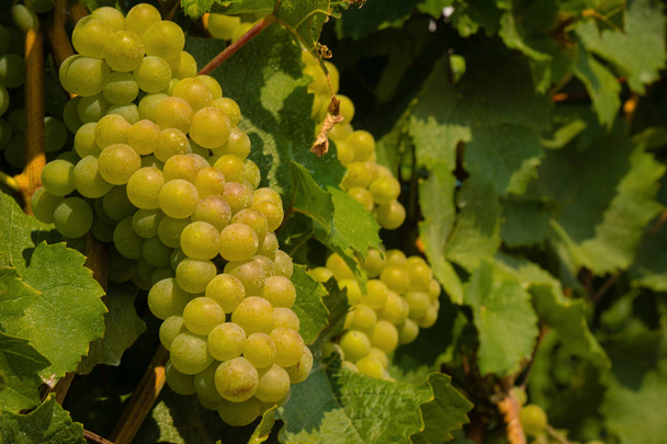 França Vinha uvas verdes que crescem durante o verão durante o dia
 - Foto, Imagem
