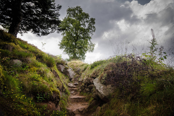 France Stairs in meadow stairway to heaven tree on hill - Fotoğraf, Görsel