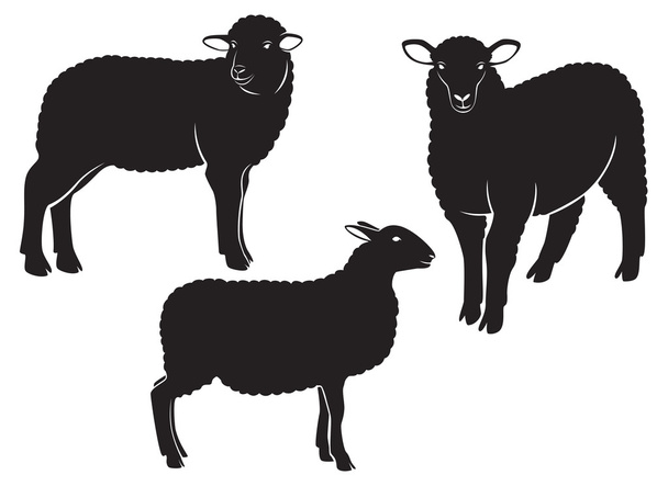 Schafe - Vektor, Bild