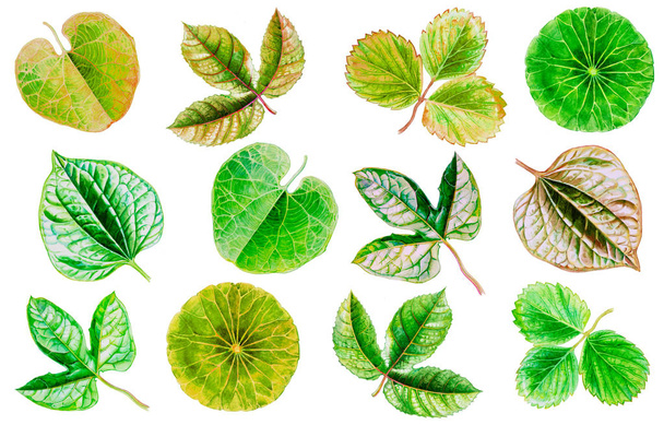 Ζωγραφικής νερομπογιά εικονογράφηση τροπικά φύλλα σε πράσινο, κόκκινο, κίτρινο χρώμα χαρτιού φύλλα λαχανικών φρούτων και όμορφο φωτεινό σε λευκό φόντο. Χειροποίητη ομορφιά φύση - Φωτογραφία, εικόνα