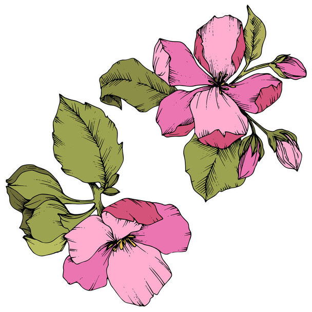 りんごの花の花植物花をベクトルします。野生春葉のワイルドフラワーが分離されました。ピンクと緑インク アートが刻まれました。白い背景の上の隔離された花図要素. - ベクター画像