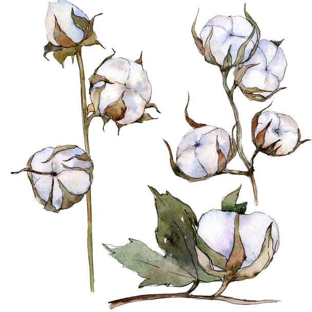 Bawełna biały botaniczny kwiat kwiatowy. Wiosna dzikiego wildflower liść na białym tle. Zestaw ilustracji tle akwarela. Akwarela rysunku mody aquarelle. Element ilustracja na białym tle bawełny. - Zdjęcie, obraz