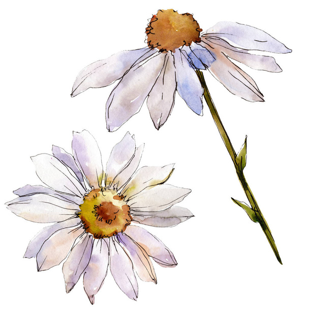 Daisy biały botaniczny kwiat kwiatowy. Wiosna dzikiego wildflower liść na białym tle. Zestaw ilustracji tle akwarela. Akwarela rysunku mody aquarelle. Element ilustracja na białym tle stokrotki. - Zdjęcie, obraz