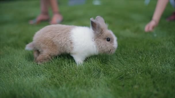 Little fluffy rabbit walks on a green grass among people. Slow motion. - Materiał filmowy, wideo