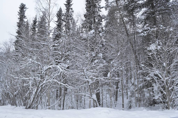 pokryte śniegiem drzewa w zimowym lesie. - Zdjęcie, obraz