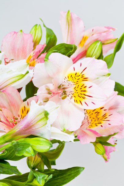 cacho de flores de alstroemeria branca e rosa
 - Foto, Imagem