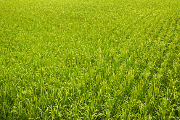 Récolte prochaine de riz dans la rizière de Taiwan. - Photo, image