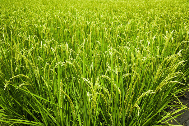 Vue d'une grande surface d'une rizière à Taitung, Taiwan. - Photo, image