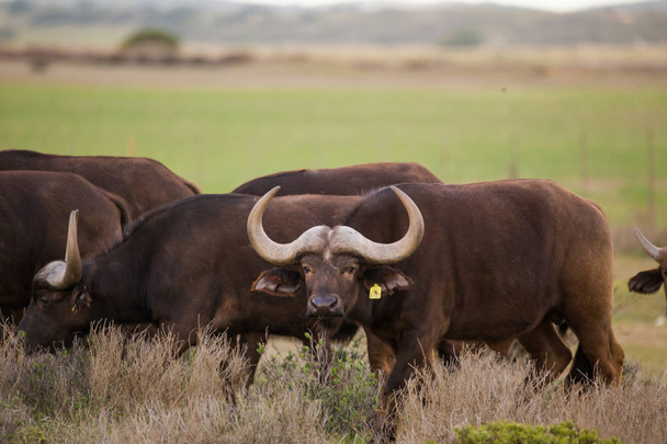 Imagem de perto de Cape Buffaloes em uma reserva natural na África do Sul
 - Foto, Imagem