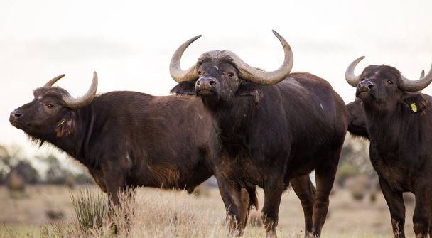 Close up image of Cape Buffaloes in a nature reserve in South Africa - Фото, зображення