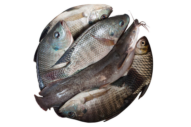 σωρός από ψάρια γλυκού νερού απομονωμένα σε λευκό φόντο - Φωτογραφία, εικόνα